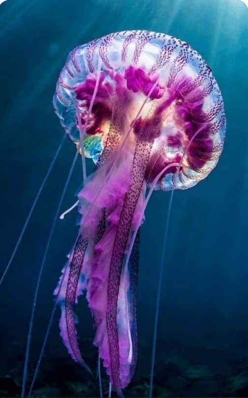 files/Jellyfish.jpg